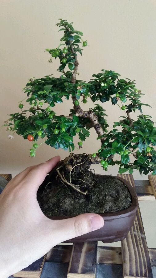 探索福建方言，福建之旅初学者必备指南